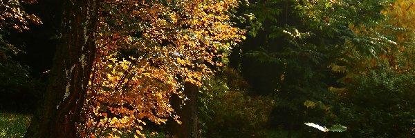 Jesień, Brzoza, Drzewa, Liście, Kolorowe