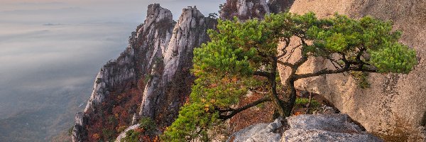 Korea Południowa, Sosna, Góra Dobongsan, Skały, Góry, Prowincja Gyeonggi-do, Park Narodowy Bukhansan