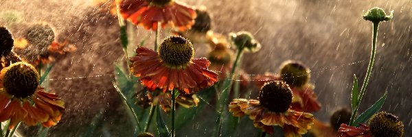 Dzielżan, Deszcz, Pajęczyna, Kwiaty