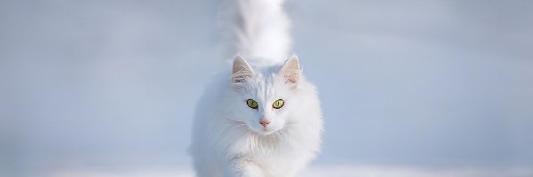 Kot turecka angora, Biały