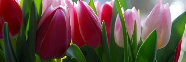Tulipany, Różowe, Czerwone