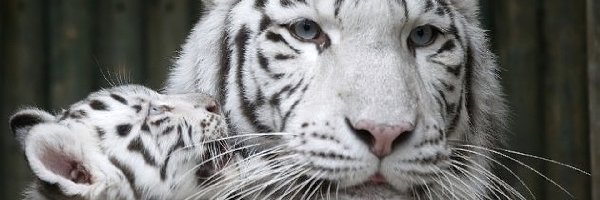 Tygrysiątko, Tygrys, Biały