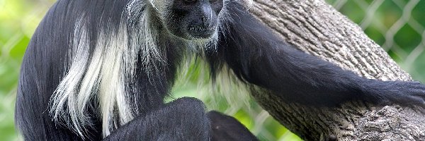 Konar, Angola Colobus, Małpka