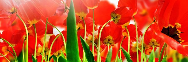 Promienie Słońca, Tulipany