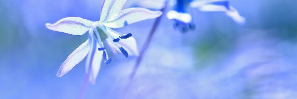 Kwiat, Niebieski, Cebulica Syberyjska