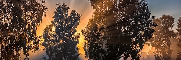 Słońca, Promienie, Drzewa