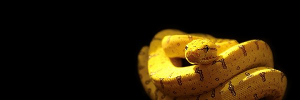 Napis, Wąż, Żółty