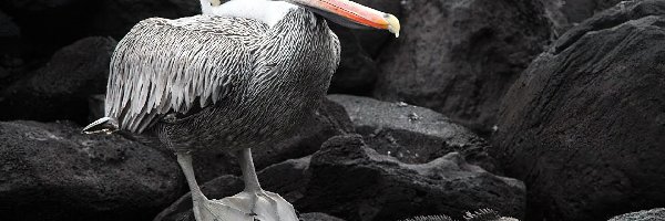 Pelikan, Galapagos