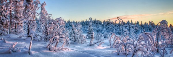 Krzewy, Śnieg, Szadź, Drzewa