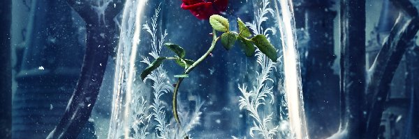 Dekoracja, Róża, Szkło, Okno, Śnieg
