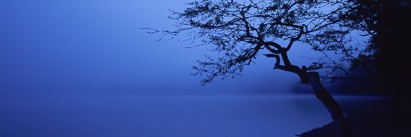 Drzewo, Mgła, Jezioro