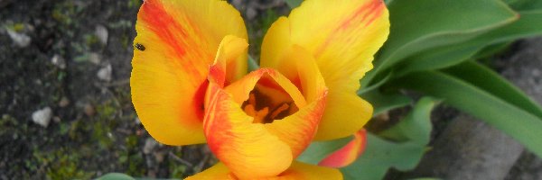 Tulipan, Liście, Zielone, Żółto-pomarańczowy