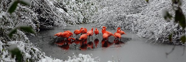 Rzeka, Zima, Las, Flamingi