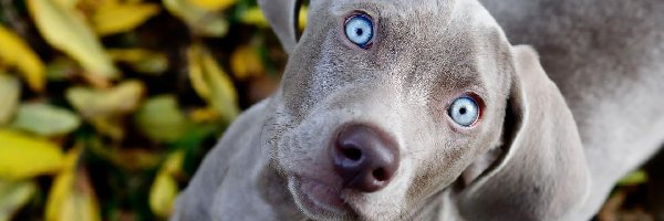Pies, Niebieskie, Oczy, Wyżeł weimarski