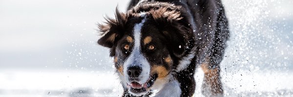 Śnieg, Zima, Berneński pies pasterski