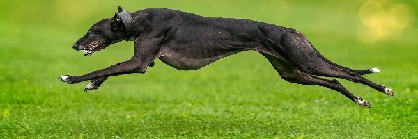 Bieg, Chart angielski greyhound, Pies