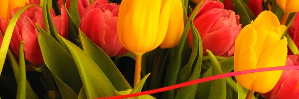 Wstążka, Tulipany