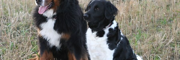 Stabyhoun, Wyżeł fryzyjski, Berneński pies pasterski