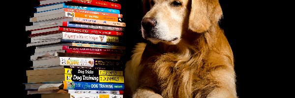 Książki, Golden retriever, Pies