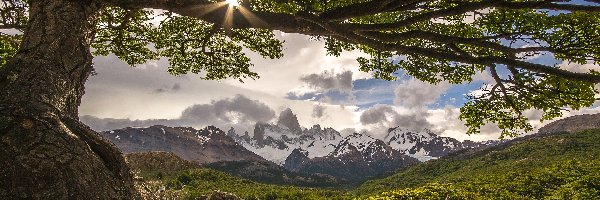 Drzewo, Patagonia, Chmury, Góry, Andy, Góra Fitz Roy, El Chalten, Argentyna, Park Narodowy Los Glaciares, Promienie słońca
