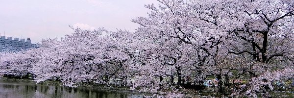 Wiśniowy, Japonia, Tokio, Park