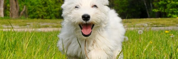 West Highland White Terrier, Pies