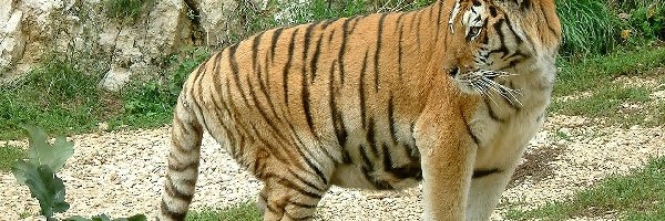 Tygrys, Duży