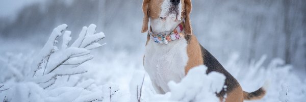 Zima, Pies, Beagle, Rośliny, Ośnieżone
