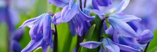 Kwiaty, Zbliżenie, Cebulica syberyjska, Niebieskie