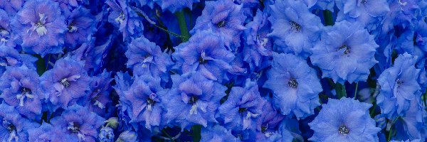 Ostróżka, Kwiaty, Niebieskie