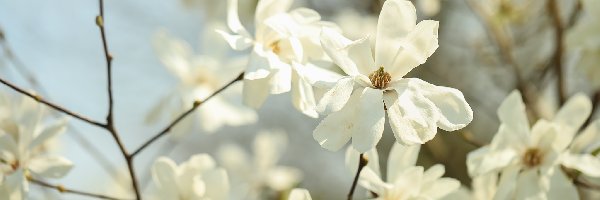 Kwiaty, Magnolie, Białe