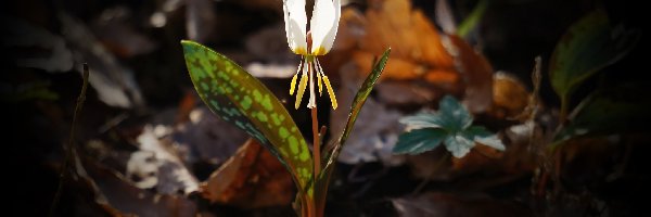 Erythronium, Psiząb, Biały, Kwiat