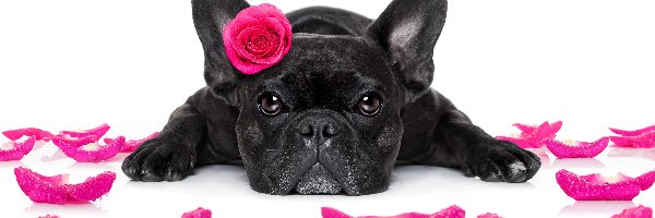 Pies, Buldog francuski, Róża, Płatki