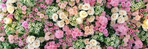 Kwiaty, Hortensje, Róże, Kolorowe