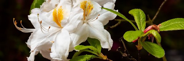 Kwiaty, Azalia, Różanecznik, Białe