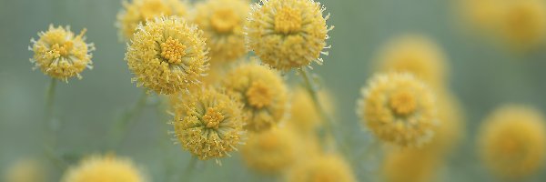Żółte, Zbliżenie, Kwiaty, Santolina cyprysikowata