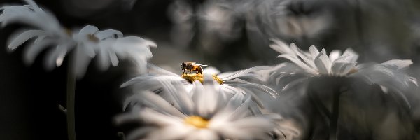 Złocienie, Zbliżenie, Pszczoła, Margerytki