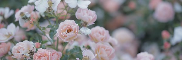 Różowe, Kwiaty, Róże, Krzew, Różany