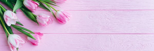 Tulipany, Deski, Różowe, Różowo-białe