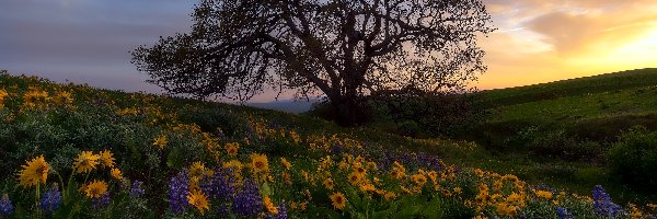 Kwiaty, Park stanowy, Żółte, Columbia Hills Historical, Drzewo, Łubin, Stany Zjednoczone, Stan Waszyngton