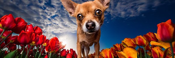 Kwiaty, Chihuahua, Pies, Zbliżenie, Promienie słońca, Tulipany