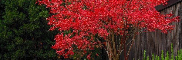 Jesień, Liście, Drzewo, Trawy, Czerwone