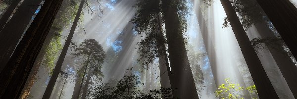 Mgła, Sekwoje, Poranek, Przebijające światło, Drzewa, Las