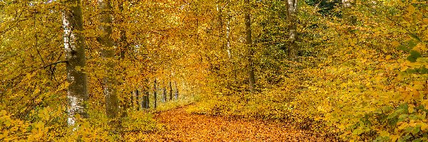 Las, Pożółkłe, Jesień, Roślinność, Liście