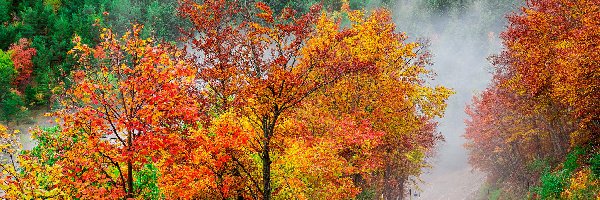 Kolorowe, Mgła, Jesień, Drzewa, Droga, Las