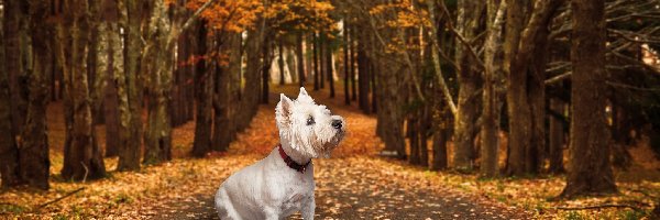 West highland white terrier, Biały, Pies, Drzewa, Droga