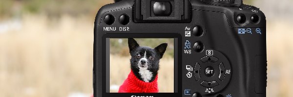 Aparat fotograficzny, Pies, Canon, Sweterek, Czerwony