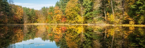 Jesień, Las, Drzewa, Odbicie, Jezioro