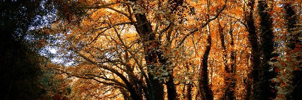 Liście, Krzewy, Pożółkłe, Droga, Drzewa, Jesień