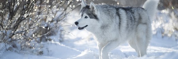 Śnieg, Siberian husky, Pies